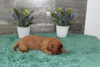 Beautys #1 Male, a male Cavalier King Charles Spaniel for sale in Paris, KY – 3 of 3