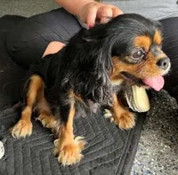 Percy, a female Cavalier King Charles Spaniel for sale in Paris, KY – 3 of 7