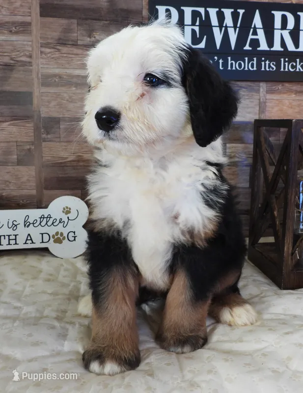 #9 Male (Splash's) – Miniature Bernedoodle puppy for sale in Paris, KY