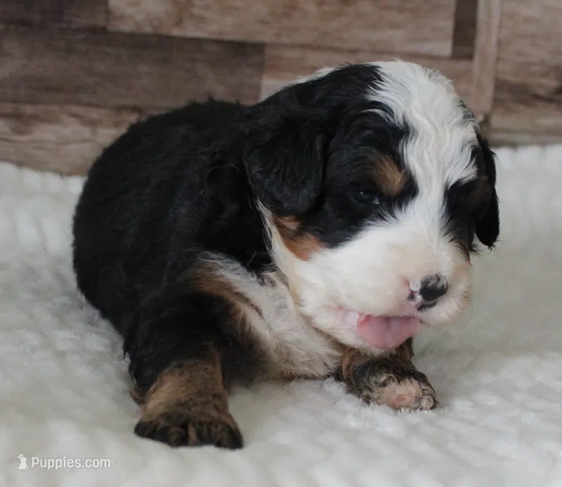 Mini Bernedoodle Male – Miniature Bernedoodle puppy for sale in Paris, KY