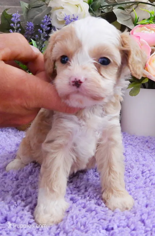 #1 Female (Kate's) – Cavapoo puppy for sale in Paris, KY
