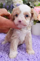 #1 Female (Kate's), a female Cavapoo for sale in Paris, KY – 1 of 3