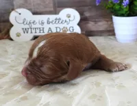 #2 Male (Barbie's), a male Cavapoo for sale in Paris, KY – 2 of 3