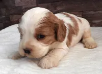 #2 Female (Lesley's), a female Cockalier for sale in Paris, KY – Photo 2 of 3