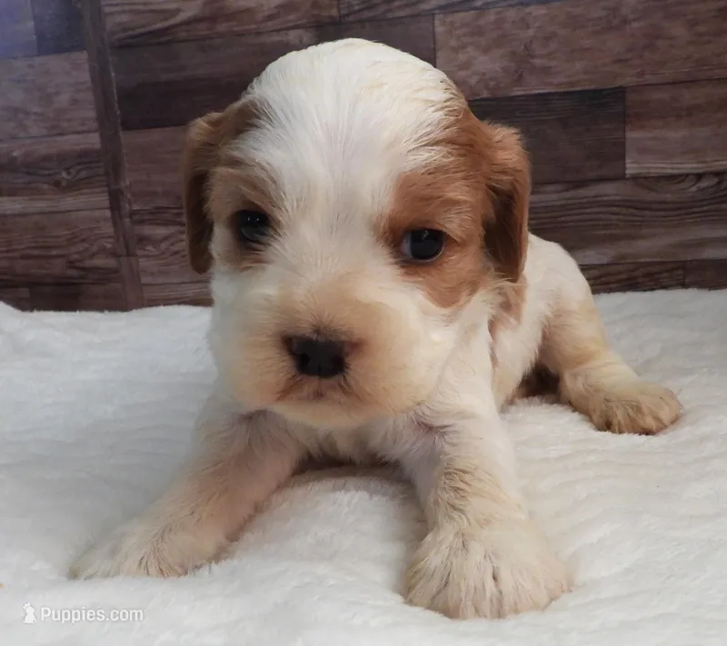 #2 Female (Lesley's)