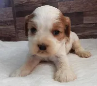 #2 Female (Lesley's), a female Cockalier for sale in Paris, KY – Photo 1 of 3