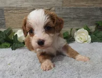#1 Female (Piper's), a female Cavapoo for sale in Paris, KY – 1 of 3
