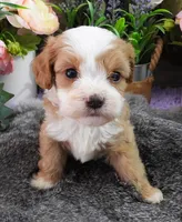 #4 Male (Kate's), a male Cavapoo for sale in Paris, KY – 2 of 4