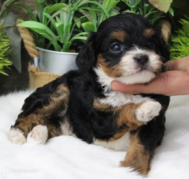 #1 Female (Suzy's) – Cavapoo puppy on hold in Paris, KY