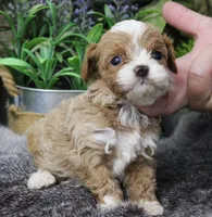 #2 Male (Ginger's), a male Cavapoo for sale in Paris, KY – 7 of 9