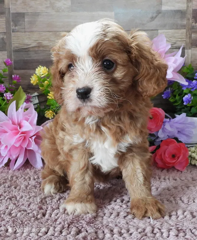 #1 Male (Linda's) – Cavapoo puppy for sale in Paris, KY