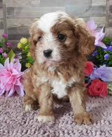 #1 Male (Linda's), a male Cavapoo for sale in Paris, KY – 1 of 9