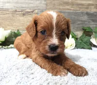 #5 Female (Piper's), a female Cavapoo for sale in Paris, KY – 2 of 2