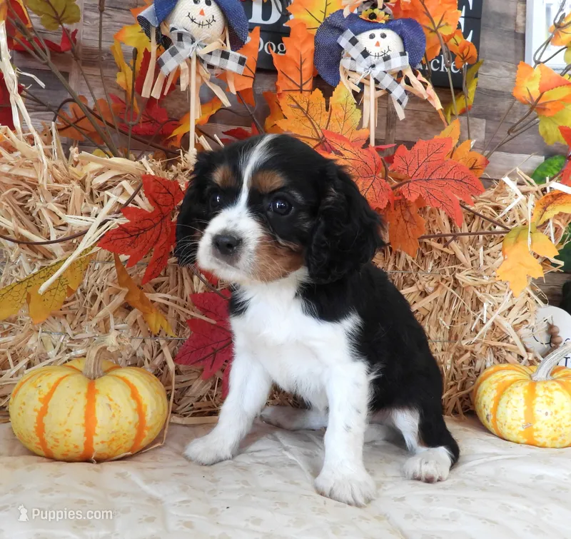 #1 Male (Lori's) – Cavalier King Charles Spaniel puppy for sale in Paris, KY