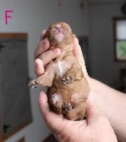 #2 Female (Ruby), a female Cavalier King Charles Spaniel for sale in Paris, KY – 2 of 2