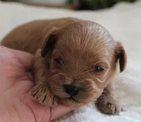 #1 Female (Ginger's), a female Cavapoo for sale in Paris, KY – 1 of 3