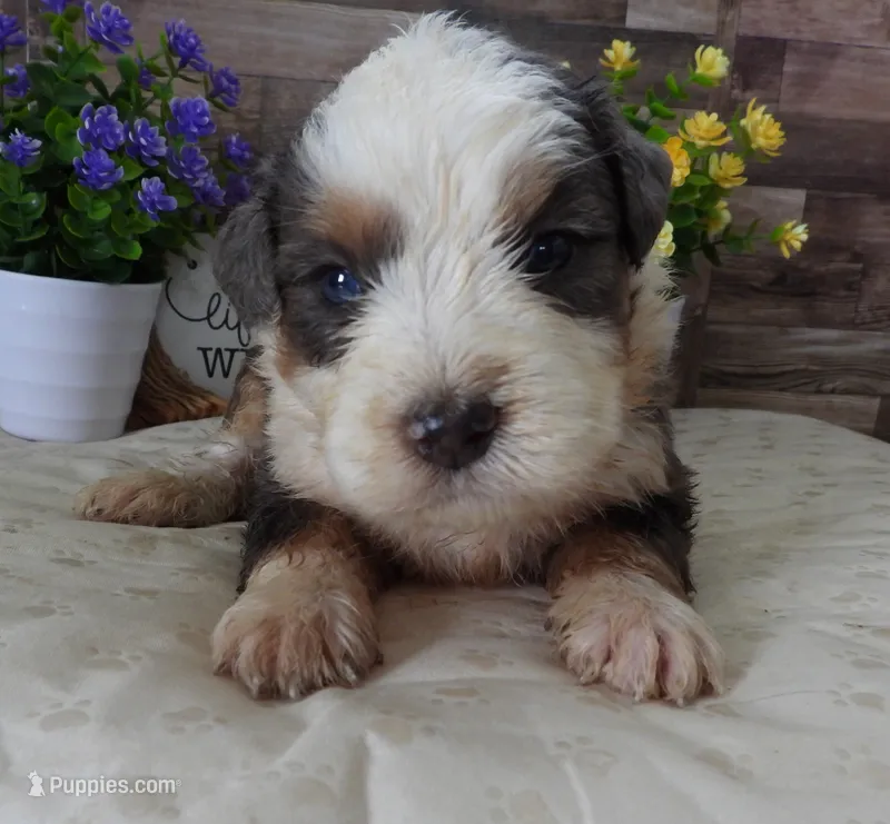 #6 Male (Splash's) – Miniature Bernedoodle puppy for sale in Paris, KY
