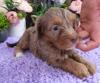 #2 Female (Dawn's), a female Cavapoo for sale in Paris, KY – 2 of 6
