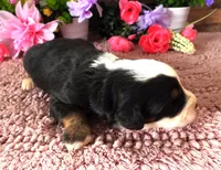 #4 Female (Splash's), a female Miniature Bernedoodle for sale in Paris, KY – 3 of 3
