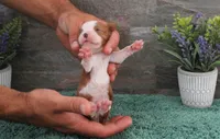#4 Male (Ruby), a male Cavalier King Charles Spaniel for sale in Paris, KY – 3 of 5
