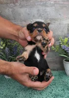 #5 Male (Ruby), a male Cavalier King Charles Spaniel for sale in Paris, KY – 7 of 9