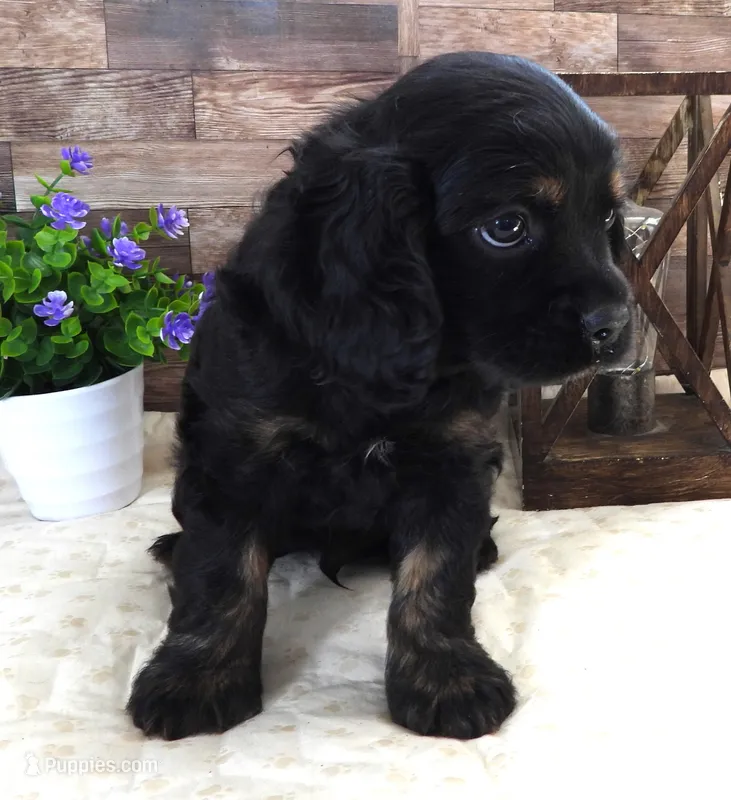 #2 Male (Blackie's) – Cockalier puppy for sale in Paris, KY
