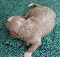#2 Male (Ginger's), a male Cavapoo for sale in Paris, KY – 4 of 4