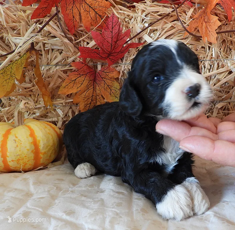 #1 Female (Leslie's) – Cockapoo puppy for sale in Paris, KY
