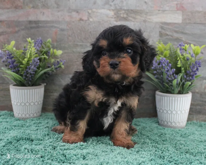 Patsys #5 Male – Cavapoo puppy for sale in Paris, KY