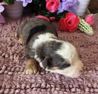 #10 Male (Splash's), a male Miniature Bernedoodle for sale in Paris, KY – 3 of 5