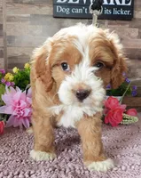 #3 Female (Tara's), a female Cavapoo for sale in Paris, KY – 3 of 8
