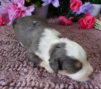 #8 Male (Splash's), a male Miniature Bernedoodle for sale in Paris, KY – 4 of 4