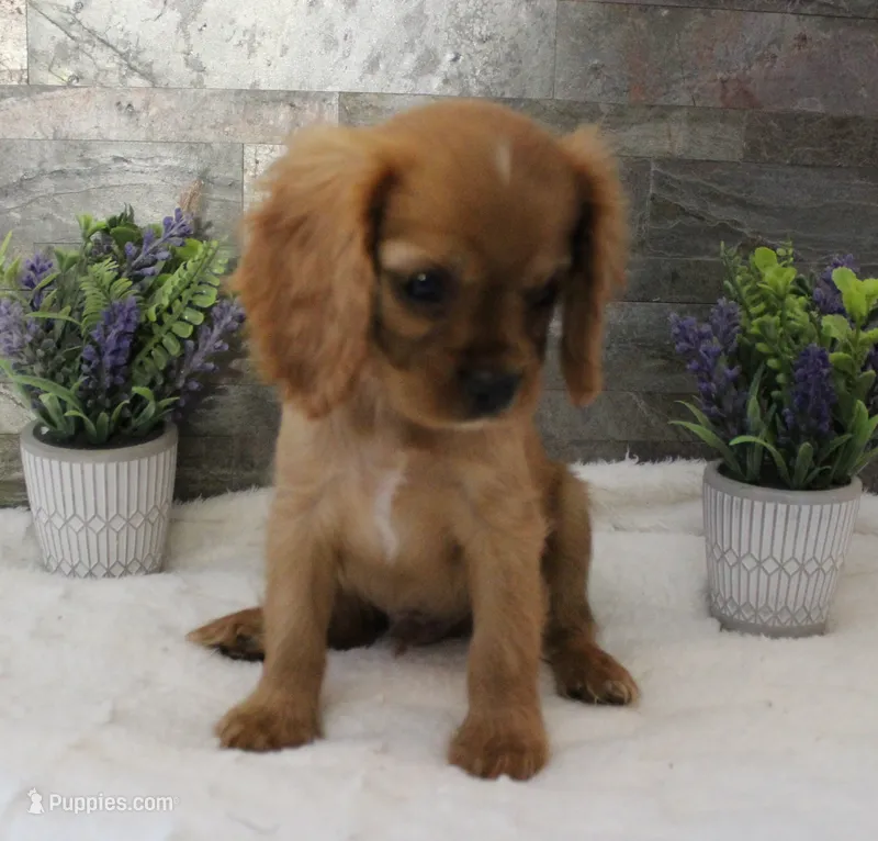 #6 Male (Ruby) – Cavalier King Charles Spaniel puppy for sale in Paris, KY