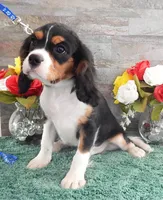 #1 Male (Patsy's), a male Cavalier King Charles Spaniel for sale in Paris, KY – Photo 3 of 4
