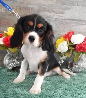 #1 Male (Patsy's), a male Cavalier King Charles Spaniel for sale in Paris, KY – Photo 1 of 4