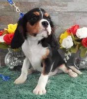 #1 Male (Patsy's), a male Cavalier King Charles Spaniel for sale in Paris, KY – Photo 2 of 4