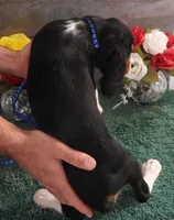 #1 Male (Patsy's), a male Cavalier King Charles Spaniel for sale in Paris, KY – Photo 4 of 4