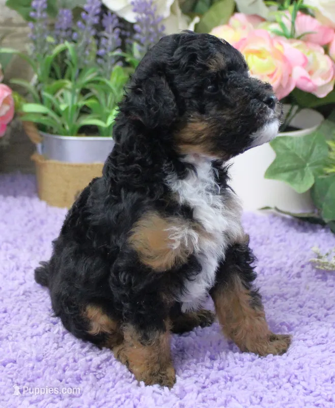 #2 Male (Joy's) – Poodle - Miniature  puppy for sale in Paris, KY
