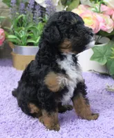 #2 Male (Joy's), a male Poodle - Miniature  for sale in Paris, KY – 1 of 3