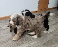 Adeline's Male Cavapoo, a male Cavapoo for sale in Paris, KY – Photo 6 of 6