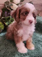 Adeline's Male Cavapoo, a male Cavapoo for sale in Paris, KY – Photo 2 of 6