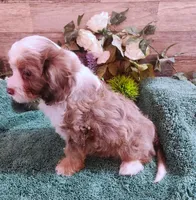 Adeline's Male Cavapoo, a male Cavapoo for sale in Paris, KY – Photo 4 of 6