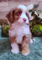 Adeline's Male Cavapoo, a male Cavapoo for sale in Paris, KY – Photo 3 of 6