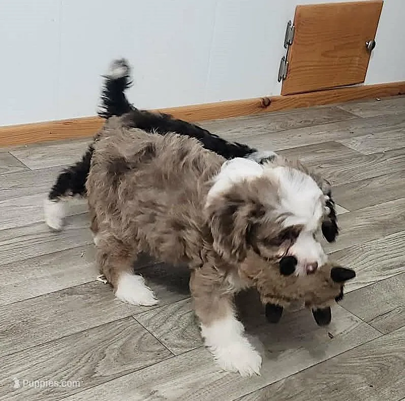 Adeline's Male Cavapoo – Cavapoo puppy for sale in Paris, KY