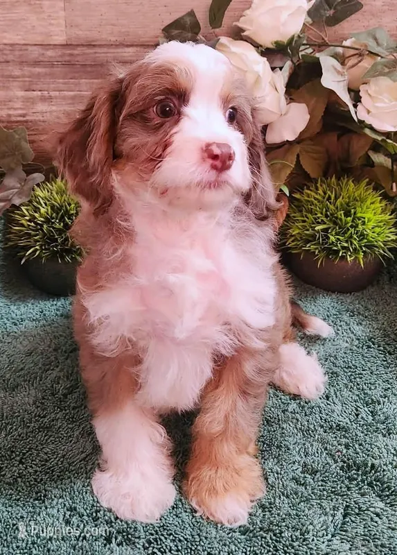 Adeline's Male Cavapoo – Cavapoo puppy for sale in Paris, KY