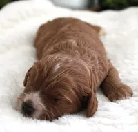 #2 Male (Suzy's), a female Cavapoo for sale in Paris, KY – 1 of 3