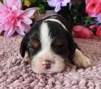 #1 Male (Lulu's), a male Cavalier King Charles Spaniel for sale in Paris, KY – 1 of 3