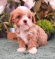 #2 Male (Ginger's), a male Cavapoo for sale in Paris, KY – 3 of 9