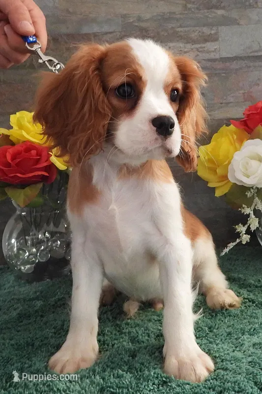 #2 Male (Patsy's) – Cavalier King Charles Spaniel puppy for sale in Paris, KY