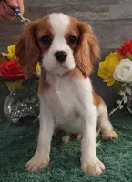 #2 Male (Patsy's), a male Cavalier King Charles Spaniel for sale in Paris, KY – Photo 2 of 3